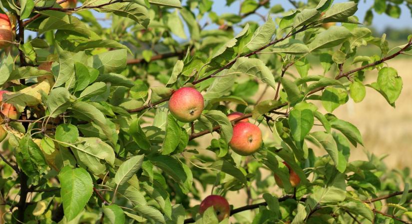 Szabó Béla életútja és munkássága, úttörő a gyümölcságazatban