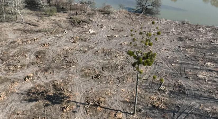 Nem tudta kikölteni a tojásait a szigetközi rétisas, miután a fészke körül teljesen letaroltak egy erdőt