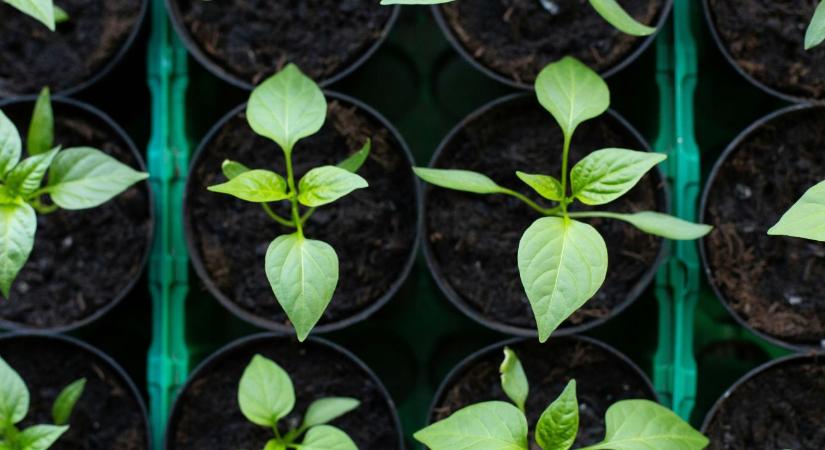 Paprika ültetése: mikor kerülhet ki a kertbe biztonságosan?