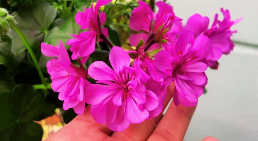 Ezt a filléres trükköt öntik a muskátlira nyár elején: őszig megállíthatatlanul virágzik