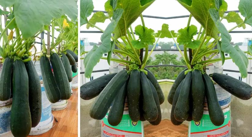 A szomszédok nem hitték el: így lett tele a kert cukkinivel