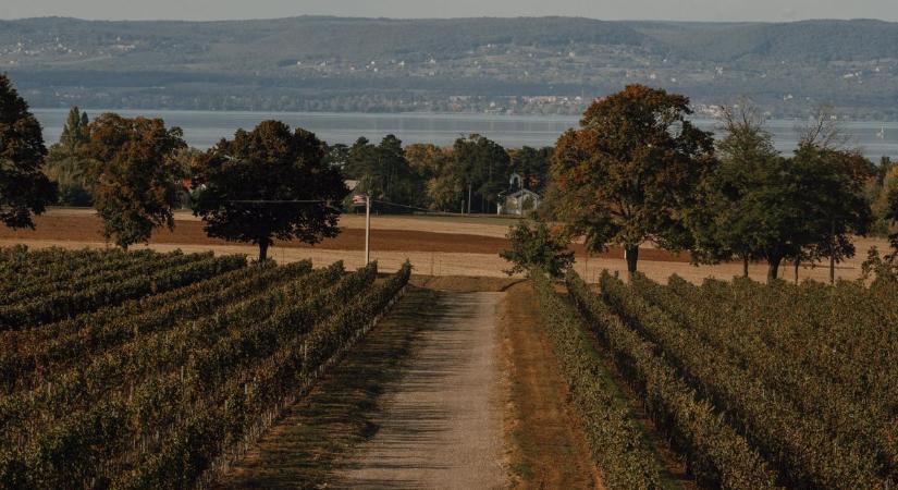 A fertőzés sokáig rejtve marad, s mire észre veszik már késő - újabb szőlőültetvények veszélyben
