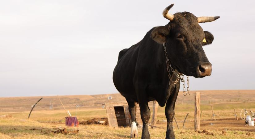 Tovább bővíti kriptoszolgáltatásait az eToro