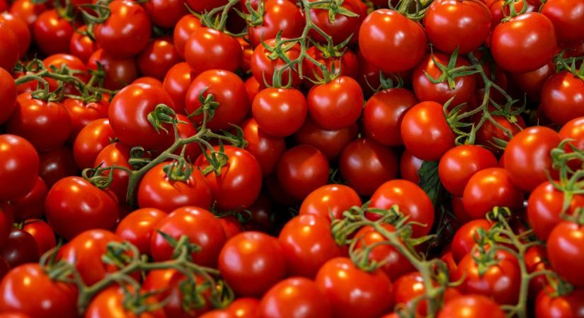 Elszálltak a paradicsomárak: brutális hiány rázta meg a piacot
