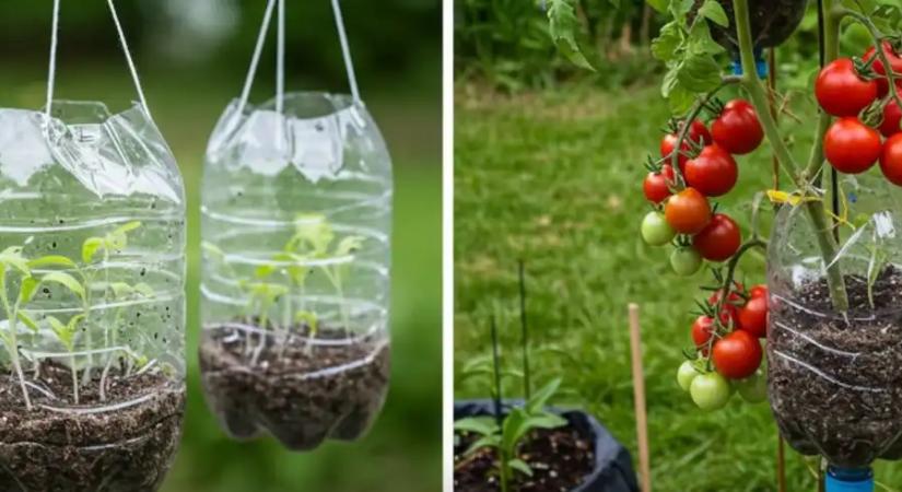 Megmutattam a szomszédnak, mit művelek az üres flakonokkal a kertemben, és azóta ő is gyűjti őket