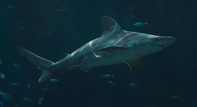 Cápa támadt a friss házas férfira a Maldív-szigeteken – amputálni kellett a lábát