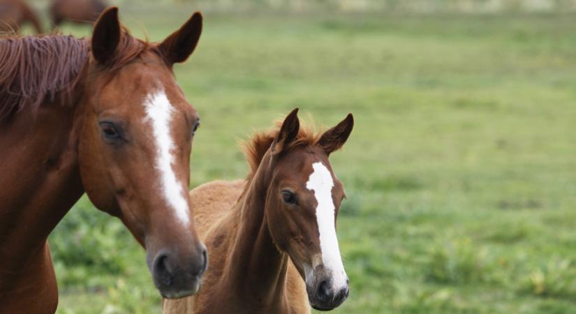 Nem akármilyen állat született Európában: őrület, mit hoztak létre a tudósok