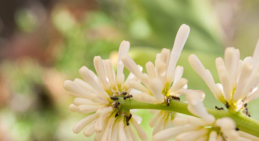 Hangyákkal élni olyan, mint az orosz rulett