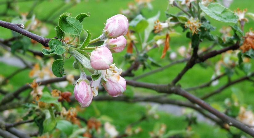Országos felmérést indított a FruitVeB a tavaszi fagykárokról