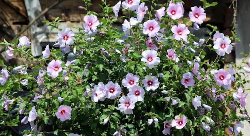 Végre egy virág, ami nem akar meghalni! Ez a bokor túléli a nyaralást, a kánikulát és még téged is