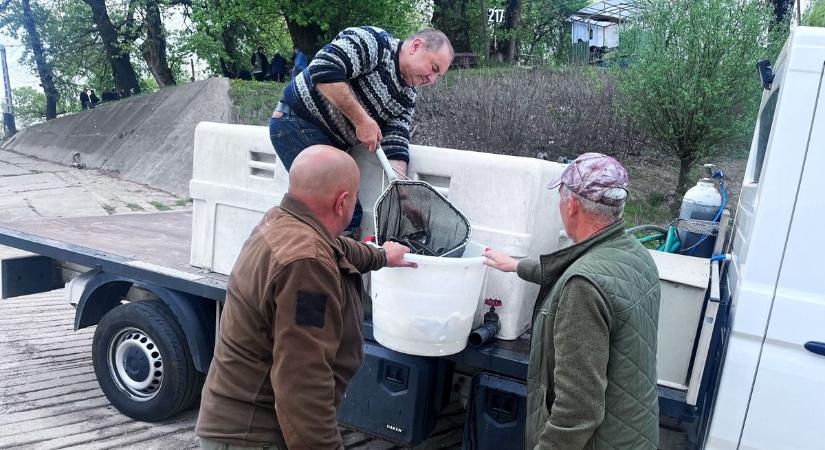 Nem mindennapi ok miatt kerültek ezüstös pikkelyek a Tiszába