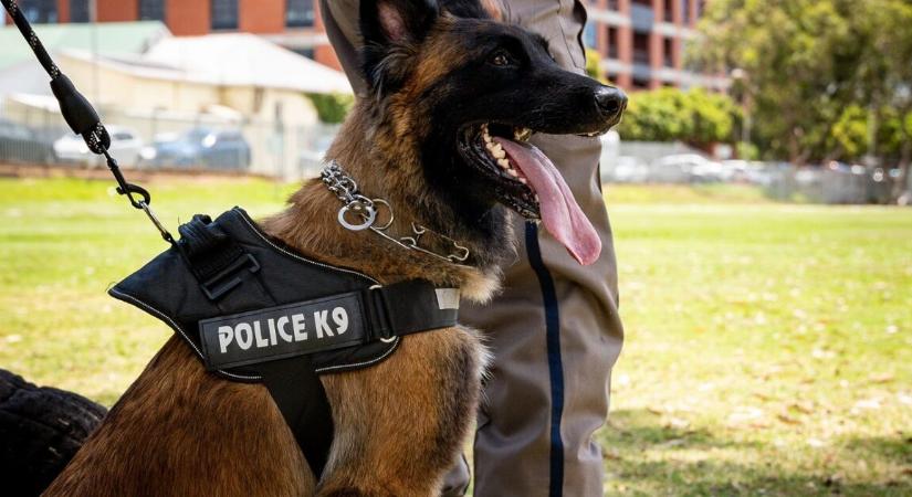 Már holttestkereső kutyákkal keresik az eltűnt nőt – sok a kérdőjel