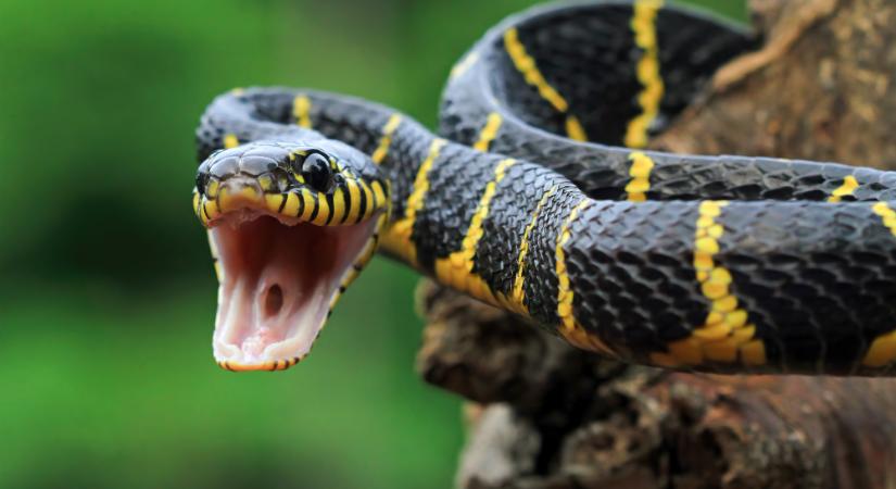 VMDK: Üzenjük Magyar Péternek: ne melengesse keblén a viperát!