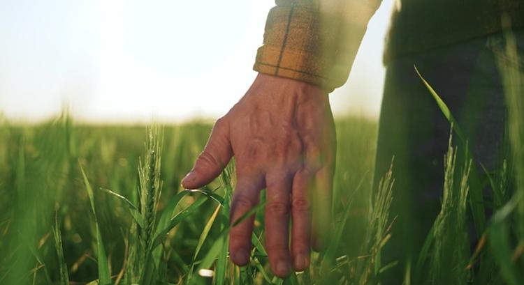 Nyári aratás: egy terményből lényegesen kevesebb lesz a piacon