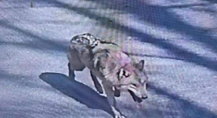 Megszökött egy farkas az állatkertből, rémhírek terjednek