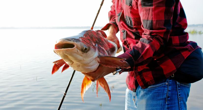 Rémisztő sebek borították a Tiszából kifogott ragadozót: a szakértők elárulták, ehetünk-e a vírusos halból