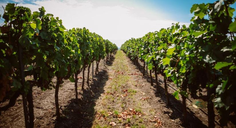 70 év után bezár a patinás borászat