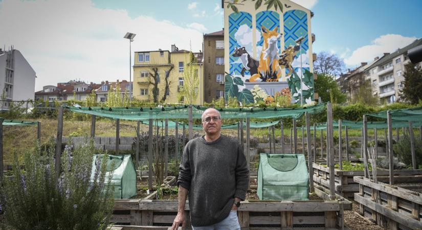 Virágzásnak indultak a városi közösségi kertek