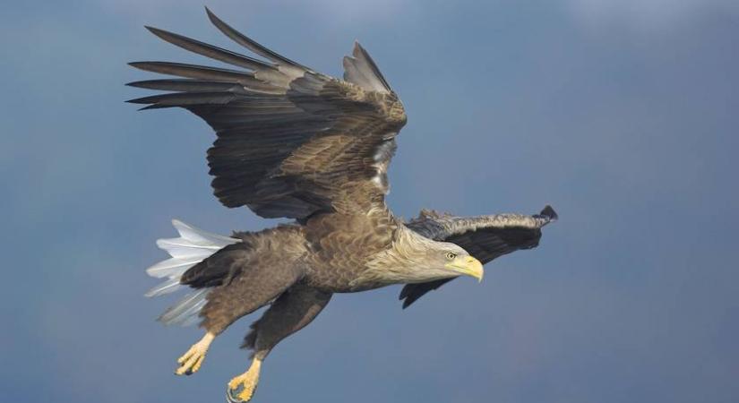 Letarolták a magyar erdőt, csak egy fészek maradt: nagyon szomorú vége lett a pusztításnak