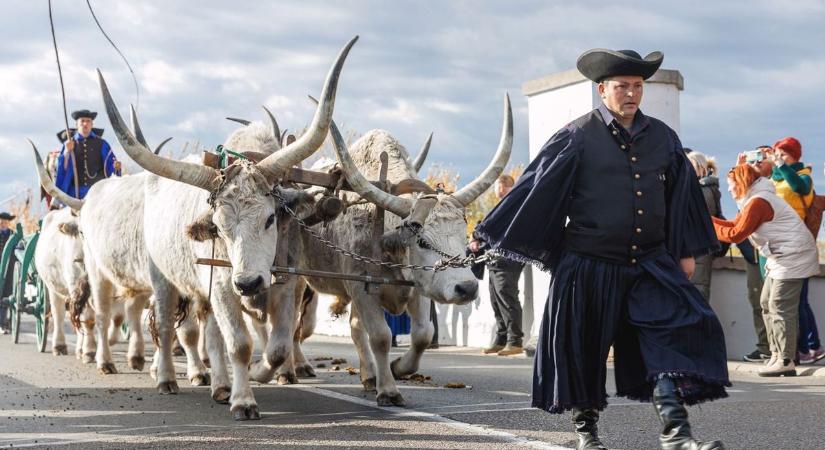 Jön a kihajtás! Visszatér a Hortobágy egyik legnagyobb ünnepe – íme a részletes program