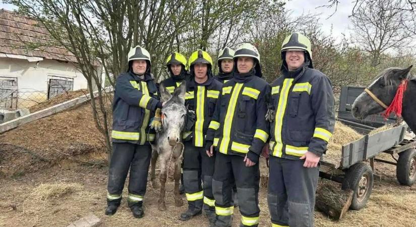 Videón a szorult helyzetbe került szalaszendi szamár mentése
