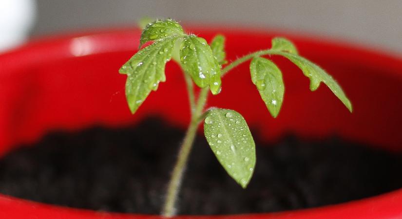 Így lesz erős és egészséges a palánta már az elején