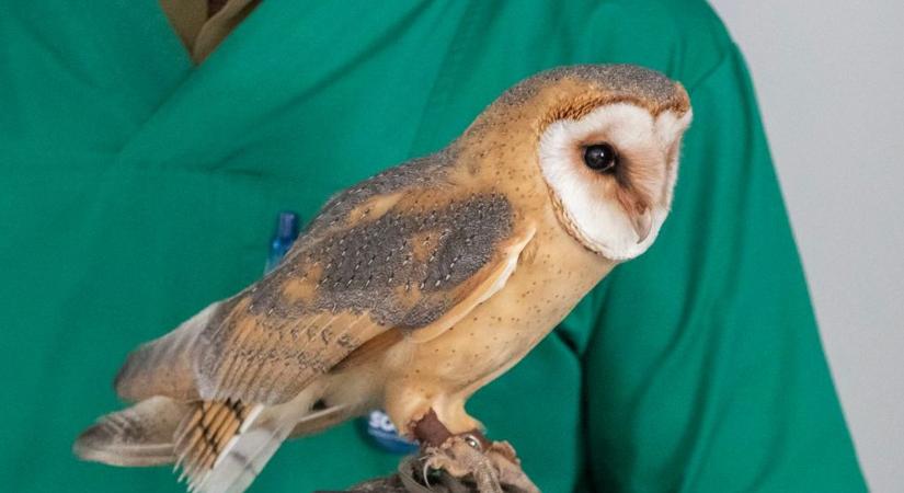 Baglyok, emlősök és flamenco – születésnapi nyílt napra készül a Sóstó