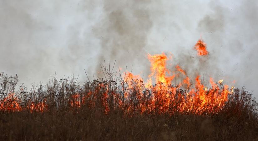 Tíz hektáron égett a nádas Akasztónál, négy település tűzoltói küzdöttek a lángokkal