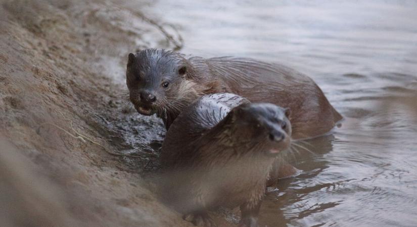 A türelem vidrát terem – különleges pillanatokat örökített meg egy természetfotós