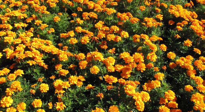 A levendula, a bársonyvirág, és a vadárvácska