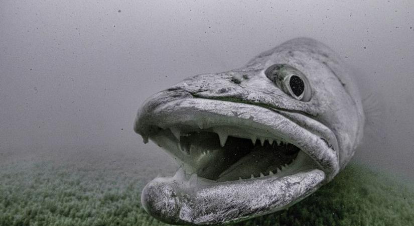 Hivatalos: két héttel korábban, ezen a napon indul a balatoni ragadozó-szezon!