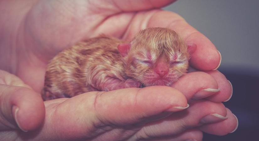 Ezért életbevágó, hogy melegen tartsd a kiscicákat