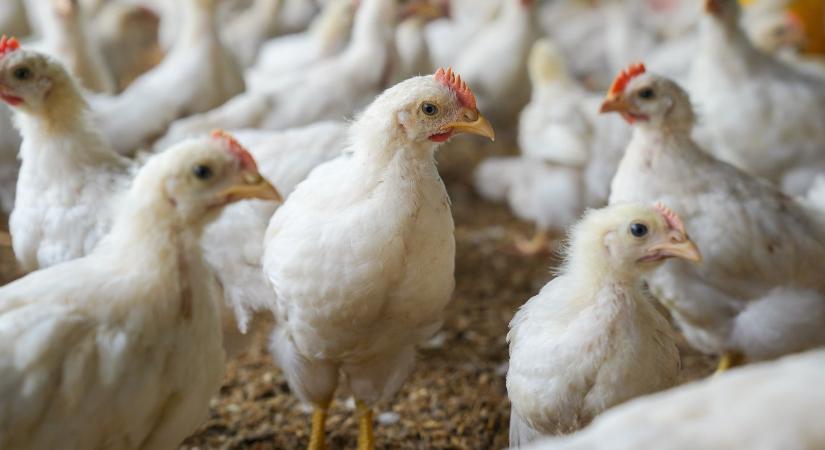 Így lesz a búzából exportképes csirkehús – A technológia, ami megváltoztatja az agráriumot