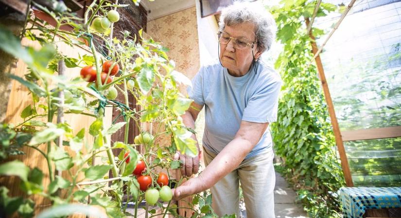 Hogyan teremhet 50 kiló paradicsom az erkélyünkön? Ez a különleges keverék a bőséges termés kulcsa