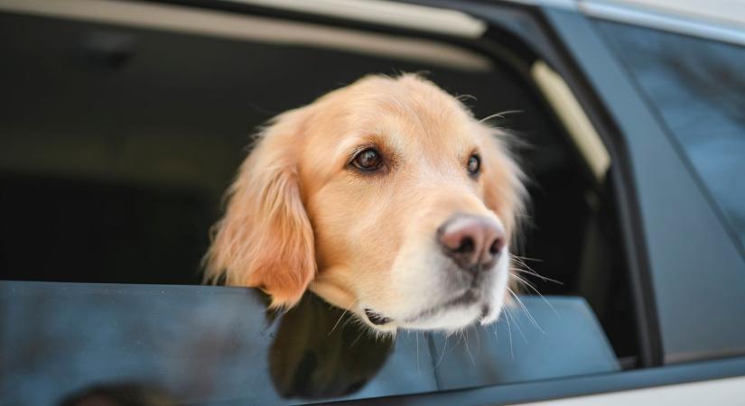 Fényjelzésekkel mentette meg gazdája életét a hűséges eb Sopronban