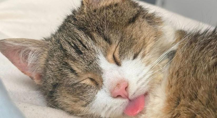 „Főnix bemutatott a halálnak”: már négy lábon szalad a barcsi csodamacska