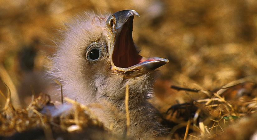 Szívbemarkoló tragédia: elhagyta fészkét a szigetközi rétisas, miután kivágták a költőhelye körüli erdőt