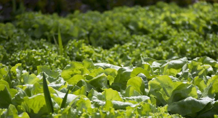 Ezért jelennek meg újra és újra a kártevők a kertedben