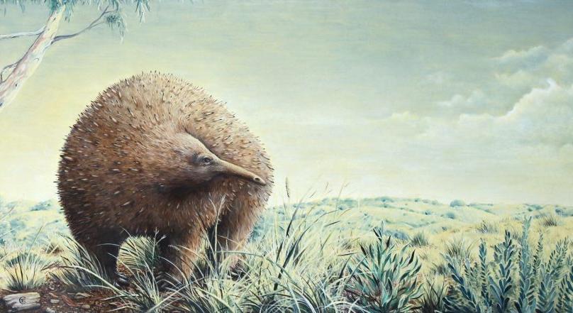 15 kilós óriássünök éltek Ausztráliában