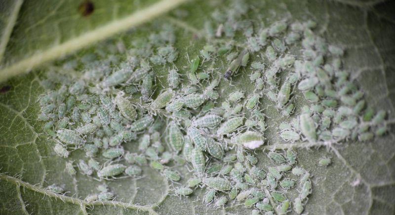 Bolhainvázió terjeszti a gyógyíthatatlan betegséget