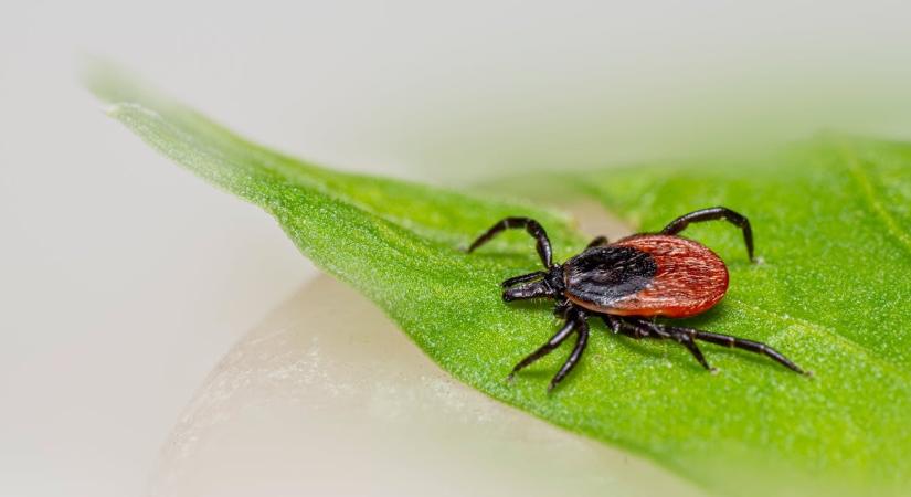 Horrorkullancs: halálos betegségeket terjeszthet, és Magyarországon is megjelent