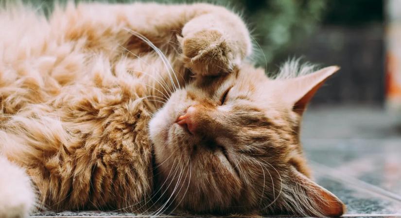 Hajszálon múlt a tragédia, de a macska megmentette gazdája életét