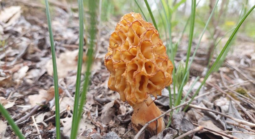 Javában tart a gombaszezon, most a hegyes és a sötét kucsmagombák szedhetők