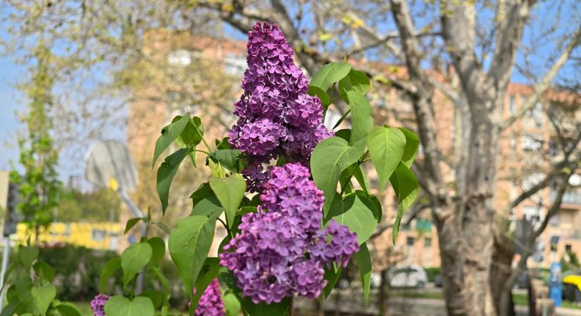 Orgona-őrület a kertekben: most történik a tavasz legillatosabb csodája (galéria)