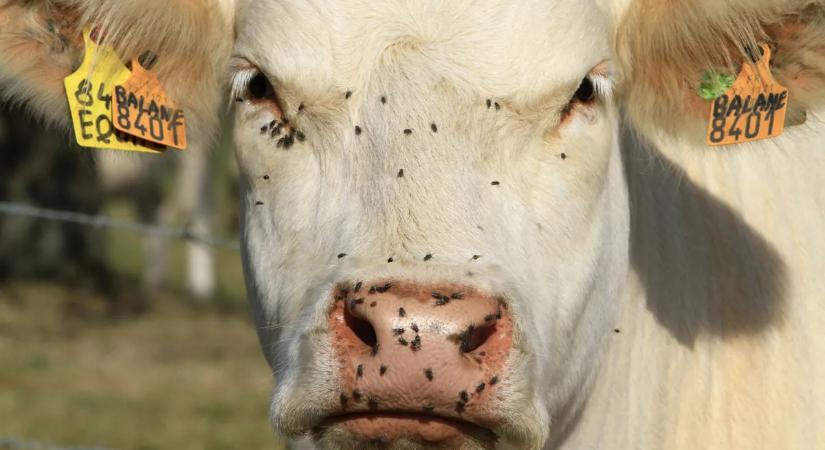 Már tejünk sem lesz? Aggasztó probléma körvonalazódik a háttérben