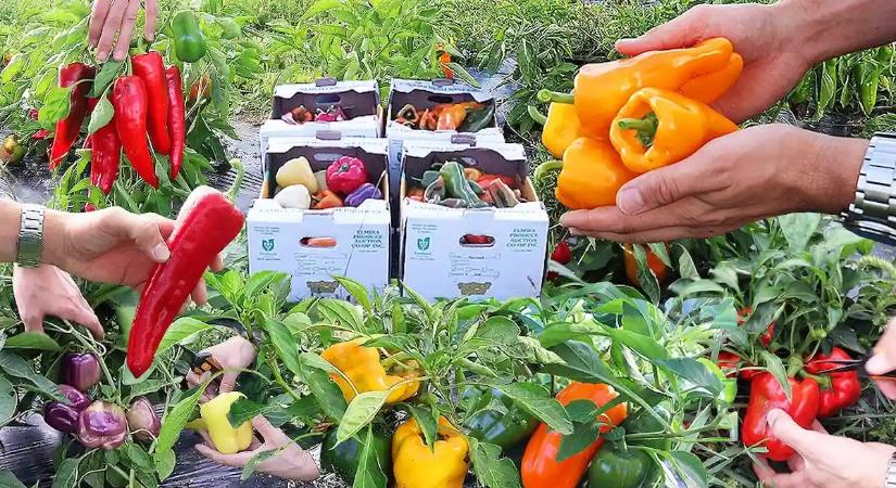 A legtöbben ezt nem veszik észre, és rámegy a paprikatermés