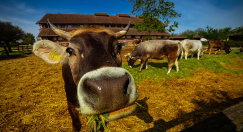 Krisna-völgy: Boldog Boci Fesztivál szombaton