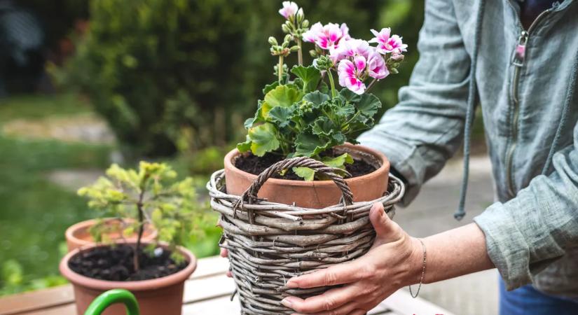 Eljött a pillanat: Így tedd ki a muskátlit a szabadba