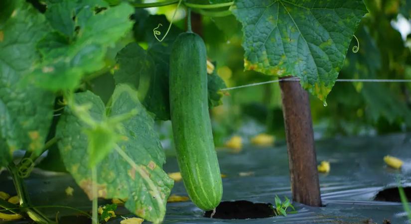 A legtöbb magyar ezt rontja el az uborkánál – ezért nincs termésed, és siránkozol a szomszédnak