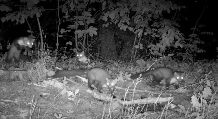 Nyest jelei: 12 árulkodó jel, hogy nyest van a házad környékén – és nem érdemes sokáig halogatni